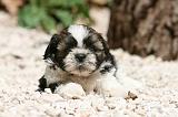 SHIH TZU 345